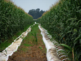 D:\عکس های وب سایتم\Corn Irrigation - Mississippi.jpg