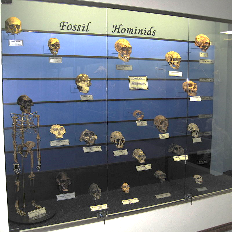 https://upload.wikimedia.org/wikipedia/commons/thumb/a/ab/Fossil_hominids.jpg/800px-Fossil_hominids.jpg